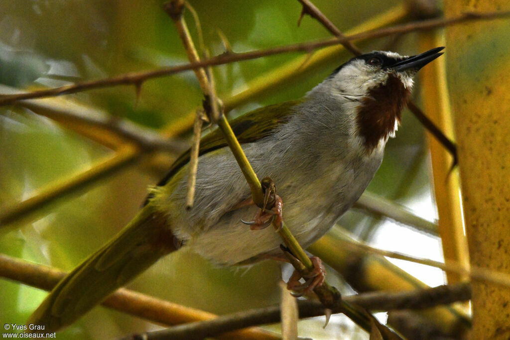 Grey-capped Warbler