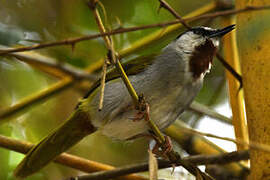 Grey-capped Warbler