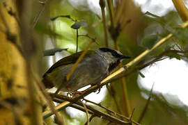 Grey-capped Warbler