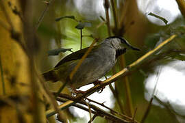 Grey-capped Warbler