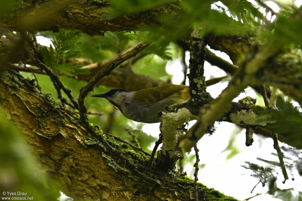 Grey-capped Warbler