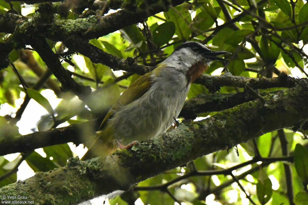 Grey-capped Warbler