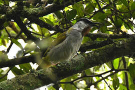 Grey-capped Warbler