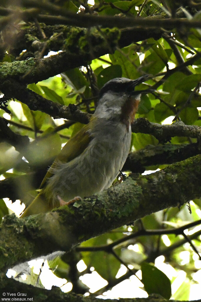 Grey-capped Warbler