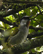 Grey-capped Warbler