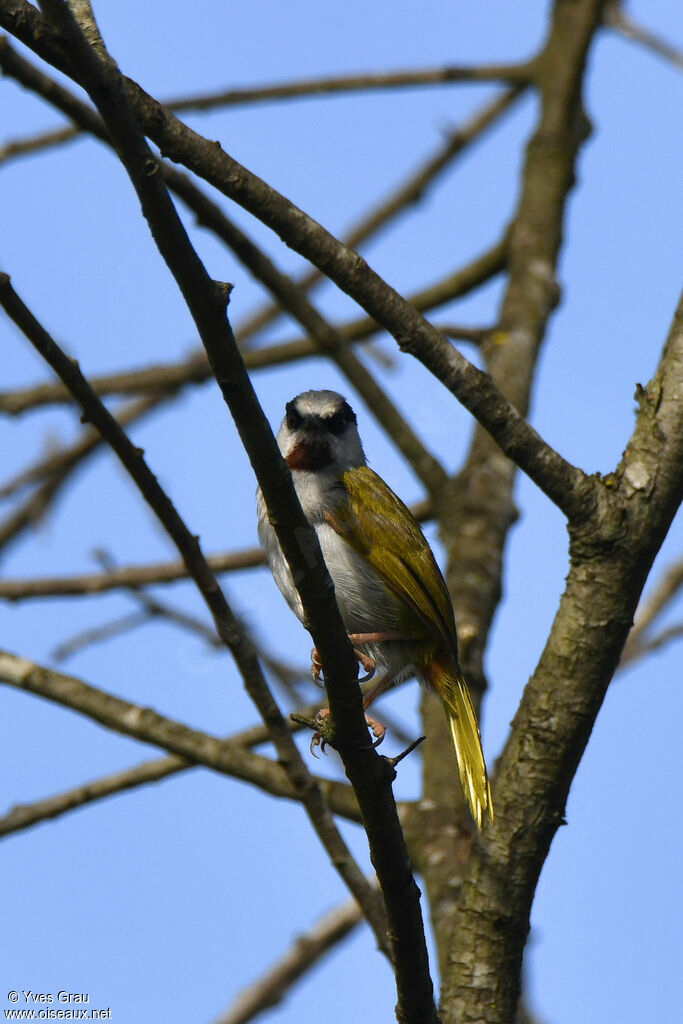 Grey-capped Warbler