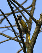 Grey-capped Warbler