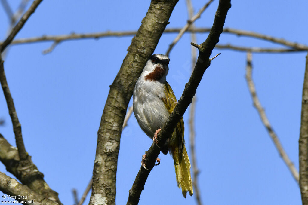 Grey-capped Warbler