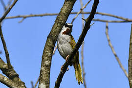 Grey-capped Warbler