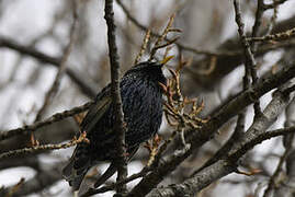 Common Starling