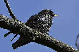 Common Starling