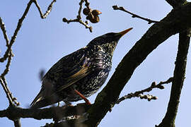 Common Starling