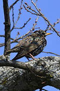 Common Starling