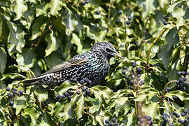 Common Starling