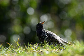 Common Starling