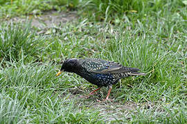 Common Starling