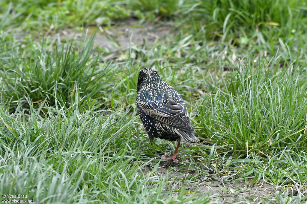 Common Starling