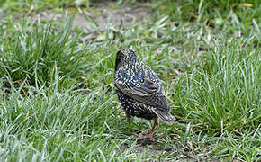 Common Starling