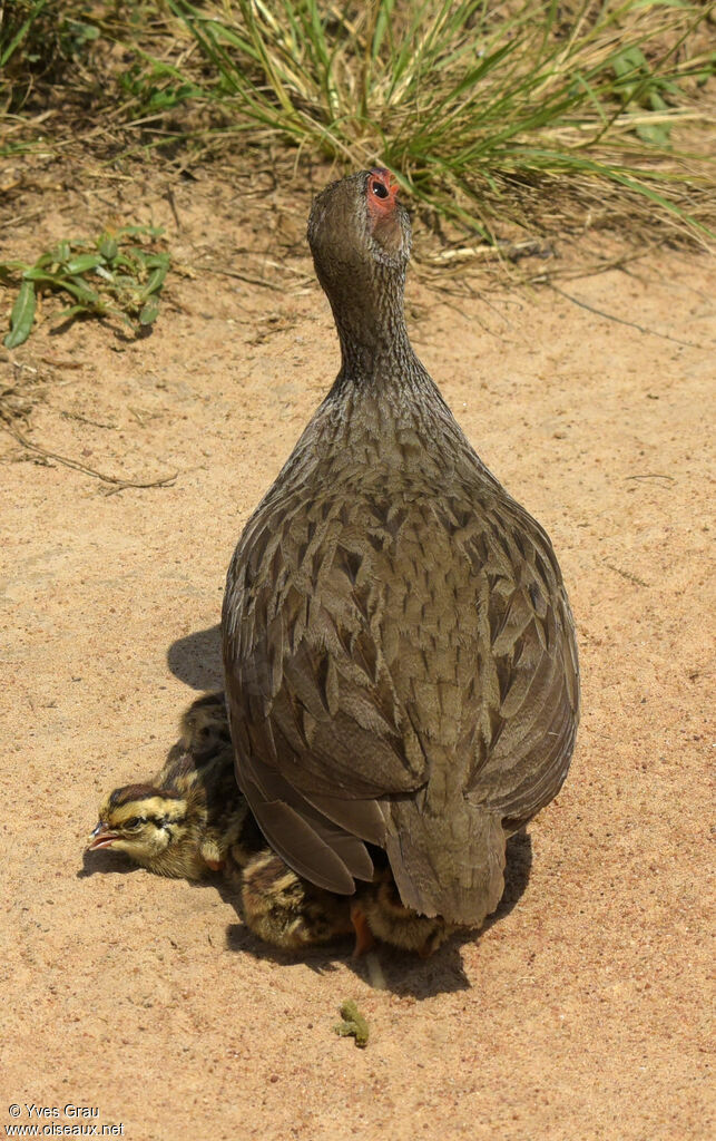 Red-necked Spurfowl female