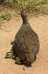 Francolin à gorge rouge