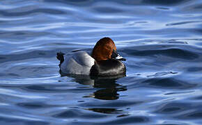 Common Pochard