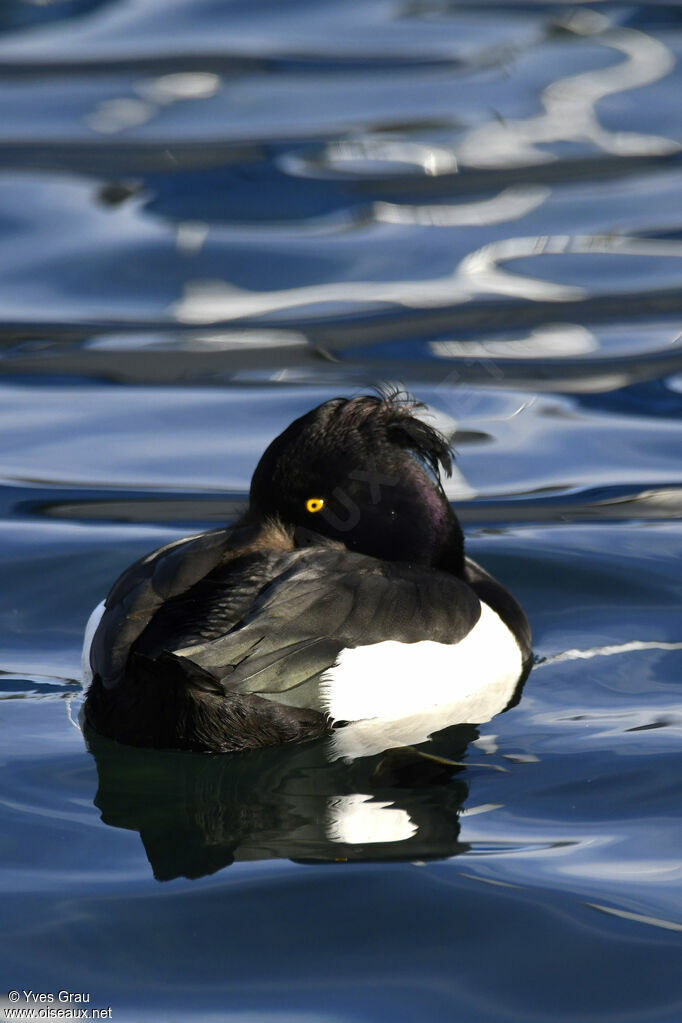 Tufted Duck