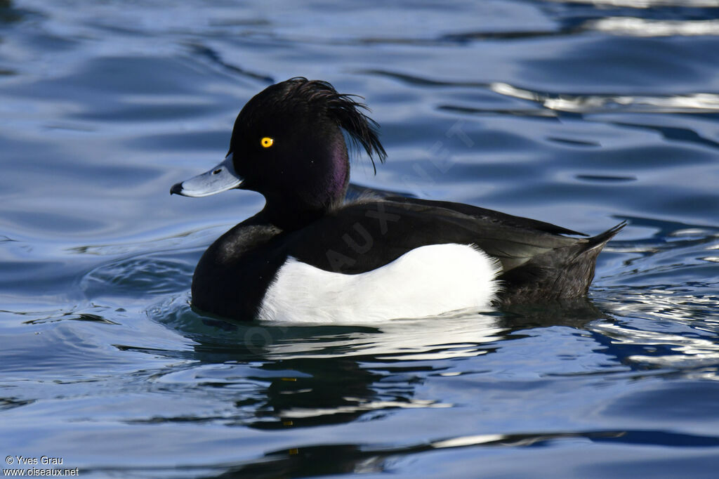 Tufted Duck