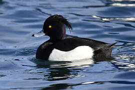 Tufted Duck