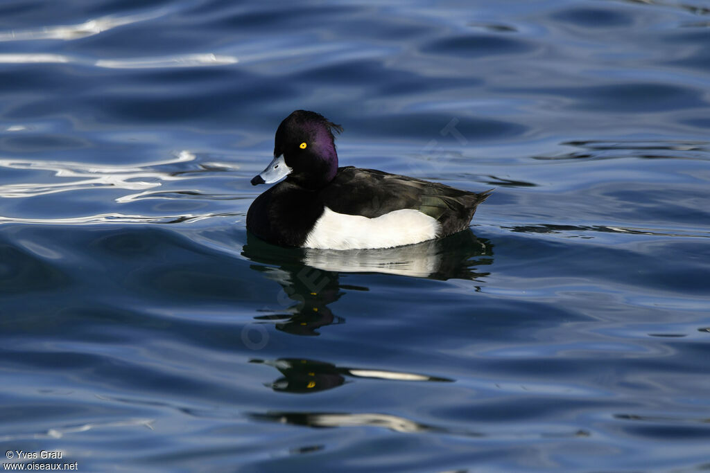 Tufted Duck