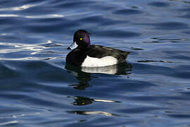 Tufted Duck