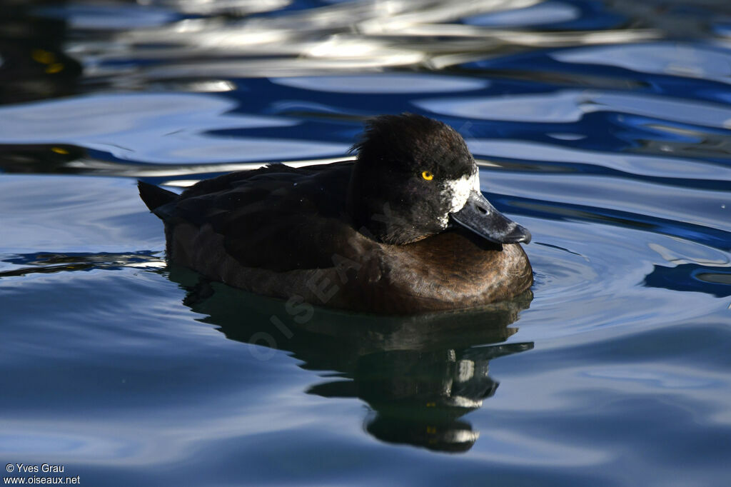 Tufted Duck