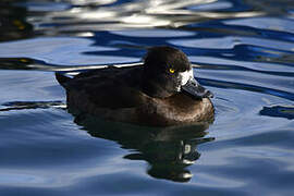 Tufted Duck