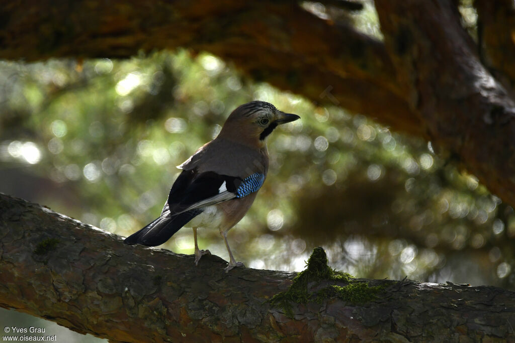 Eurasian Jay