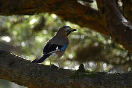 Eurasian Jay