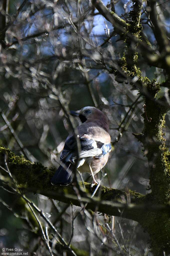 Eurasian Jay