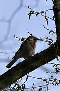 Eurasian Jay