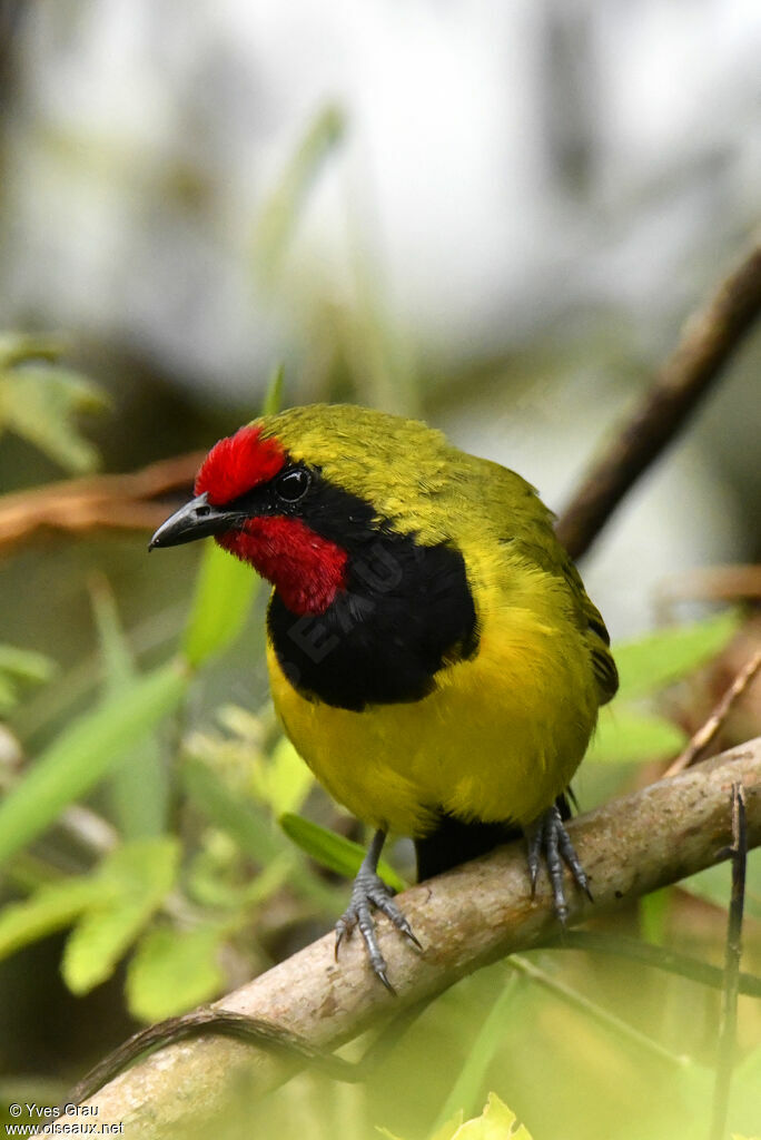 Doherty's Bushshrike