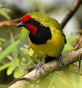 Doherty's Bushshrike