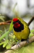 Doherty's Bushshrike