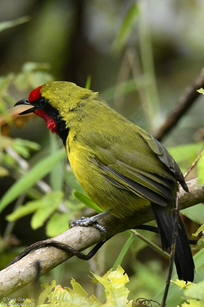 Doherty's Bushshrike