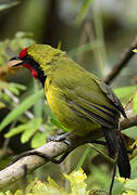 Doherty's Bushshrike