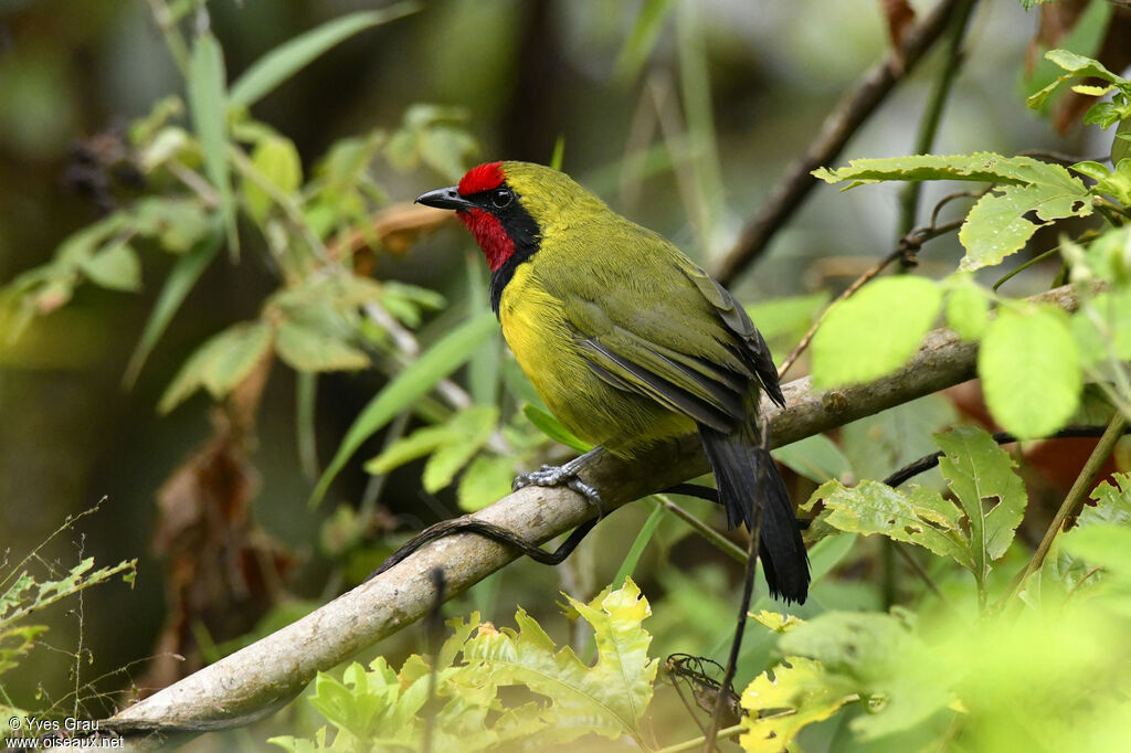 Doherty's Bushshrike