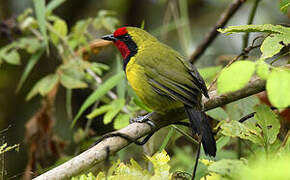 Doherty's Bushshrike