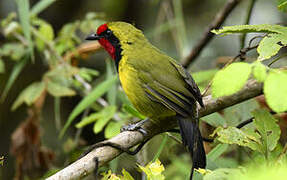 Doherty's Bushshrike