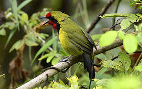 Doherty's Bushshrike