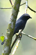 Yellow-eyed Black Flycatcher
