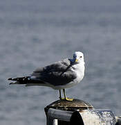 Common Gull