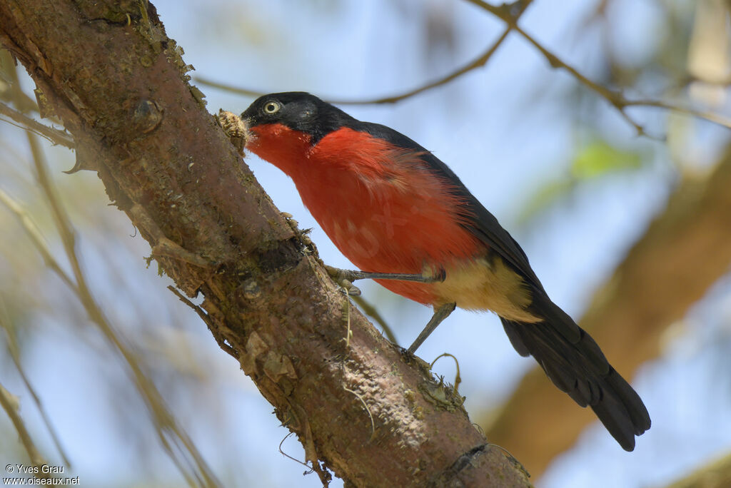 Black-headed Gonolek