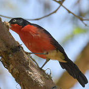 Black-headed Gonolek