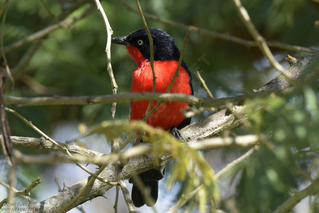 Black-headed Gonolek